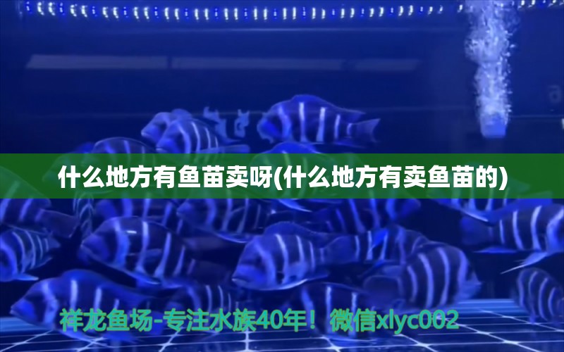 什么地方有魚苗賣呀(什么地方有賣魚苗的)