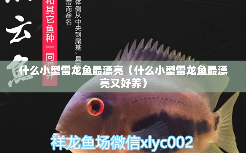 什么小型雷龍魚最漂亮（什么小型雷龍魚最漂亮又好養(yǎng)） 龍魚疾病與治療