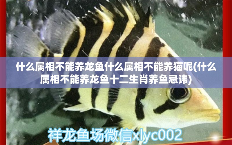 什么屬相不能養(yǎng)龍魚什么屬相不能養(yǎng)貓呢(什么屬相不能養(yǎng)龍魚十二生肖養(yǎng)魚忌諱)