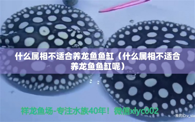 什么屬相不適合養(yǎng)龍魚魚缸（什么屬相不適合養(yǎng)龍魚魚缸呢）