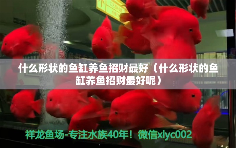 什么形狀的魚(yú)缸養(yǎng)魚(yú)招財(cái)最好（什么形狀的魚(yú)缸養(yǎng)魚(yú)招財(cái)最好呢）