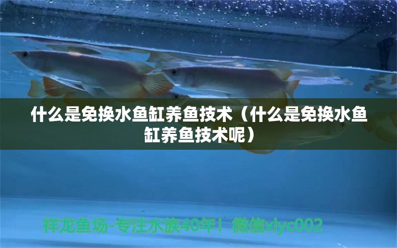 什么是免換水魚缸養(yǎng)魚技術(shù)（什么是免換水魚缸養(yǎng)魚技術(shù)呢）