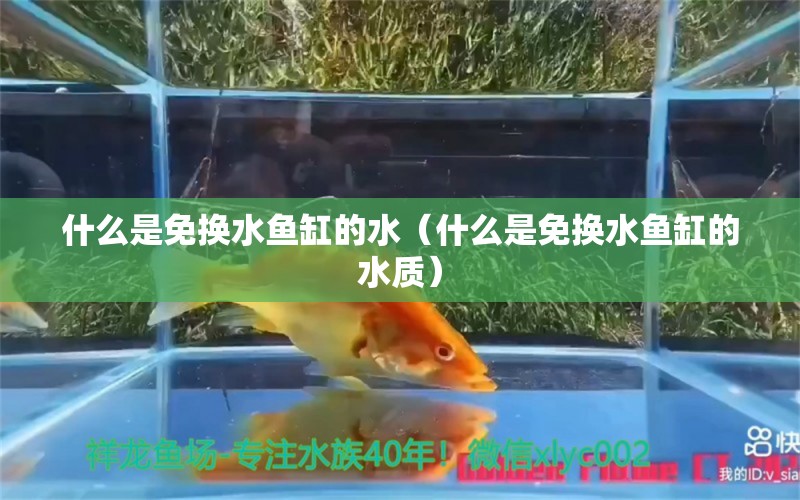 什么是免換水魚缸的水（什么是免換水魚缸的水質(zhì)）