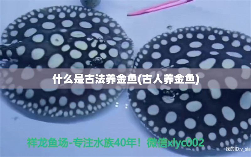 什么是古法養(yǎng)金魚(古人養(yǎng)金魚) 觀賞魚