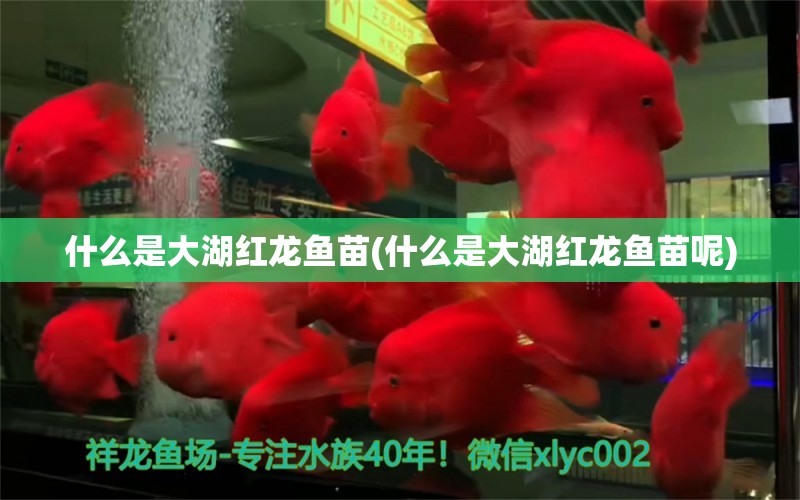 什么是大湖紅龍魚苗(什么是大湖紅龍魚苗呢)