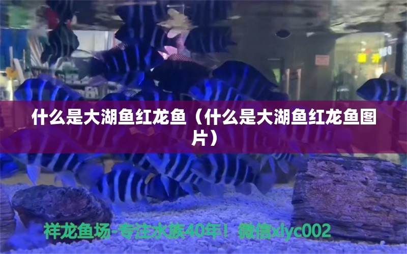 什么是大湖魚紅龍魚（什么是大湖魚紅龍魚圖片） 祥龍水族醫(yī)院