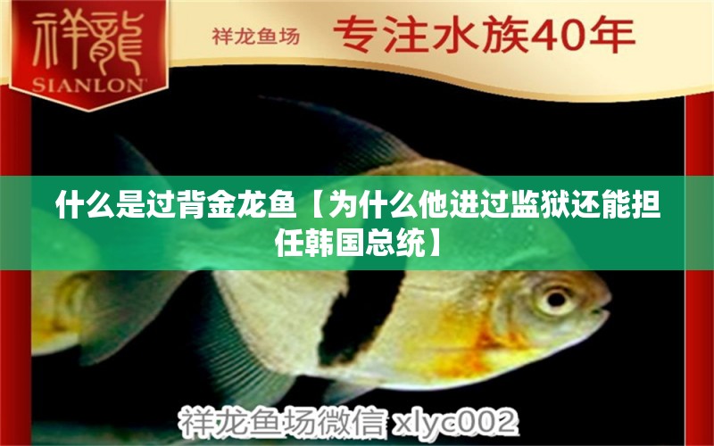 什么是過背金龍魚【為什么他進(jìn)過監(jiān)獄還能擔(dān)任韓國總統(tǒng)】 過背金龍魚