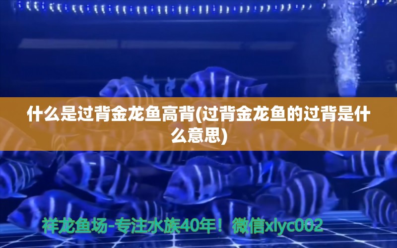 什么是過背金龍魚高背(過背金龍魚的過背是什么意思) 過背金龍魚