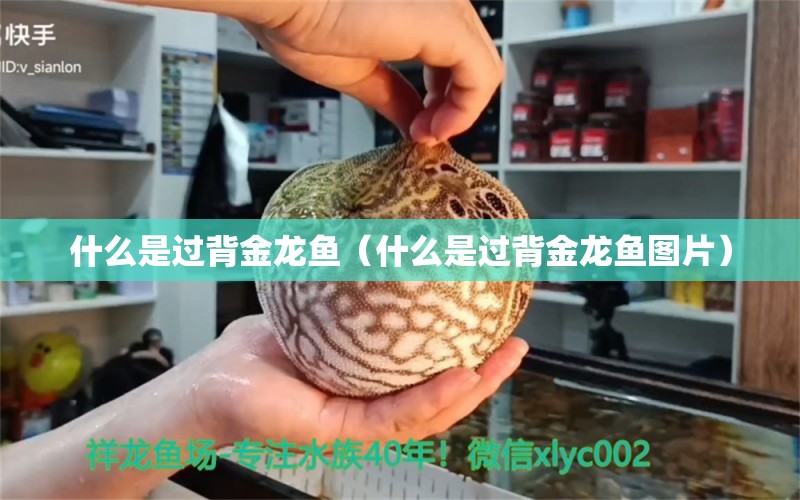 什么是過背金龍魚（什么是過背金龍魚圖片） 過背金龍魚