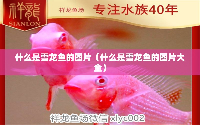 什么是雪龍魚的圖片（什么是雪龍魚的圖片大全） 祥龍水族醫(yī)院