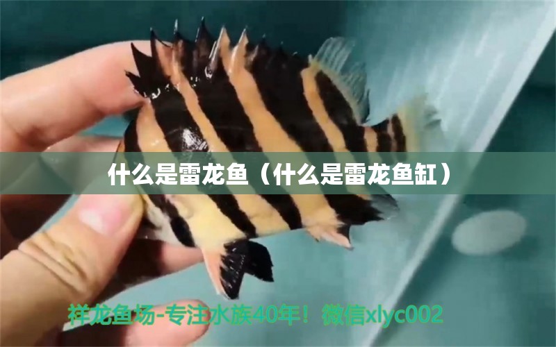 什么是雷龍魚(yú)（什么是雷龍魚(yú)缸）