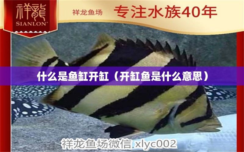 什么是魚缸開缸（開缸魚是什么意思） 廣州觀賞魚批發(fā)市場