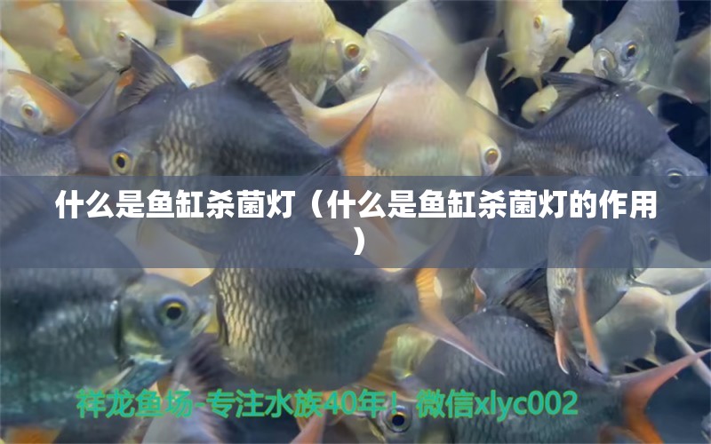 什么是魚缸殺菌燈（什么是魚缸殺菌燈的作用）