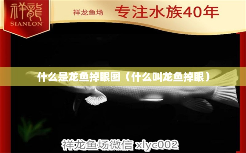 什么是龍魚掉眼圖（什么叫龍魚掉眼） 廣州龍魚批發(fā)市場