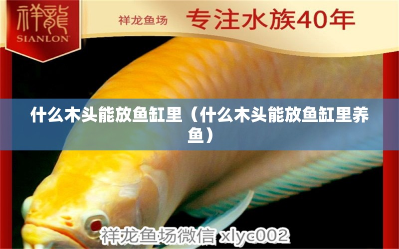 什么木頭能放魚缸里（什么木頭能放魚缸里養(yǎng)魚）