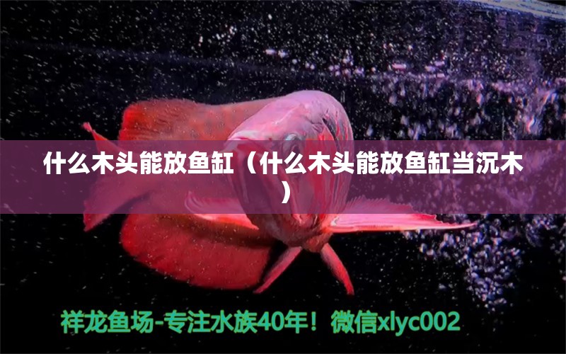 什么木頭能放魚缸（什么木頭能放魚缸當(dāng)沉木） 其他品牌魚缸