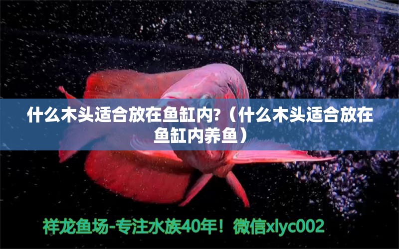 什么木頭適合放在魚(yú)缸內(nèi)?（什么木頭適合放在魚(yú)缸內(nèi)養(yǎng)魚(yú)）