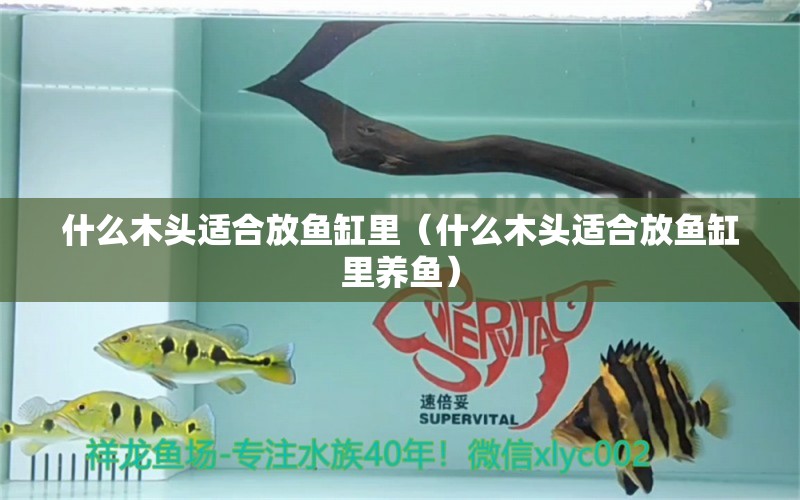 什么木頭適合放魚缸里（什么木頭適合放魚缸里養(yǎng)魚） 其他品牌魚缸