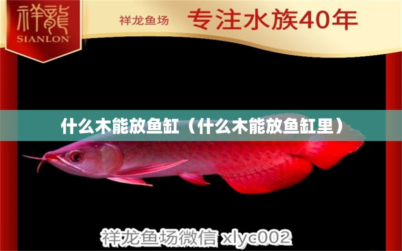 什么木能放魚缸（什么木能放魚缸里） 其他品牌魚缸