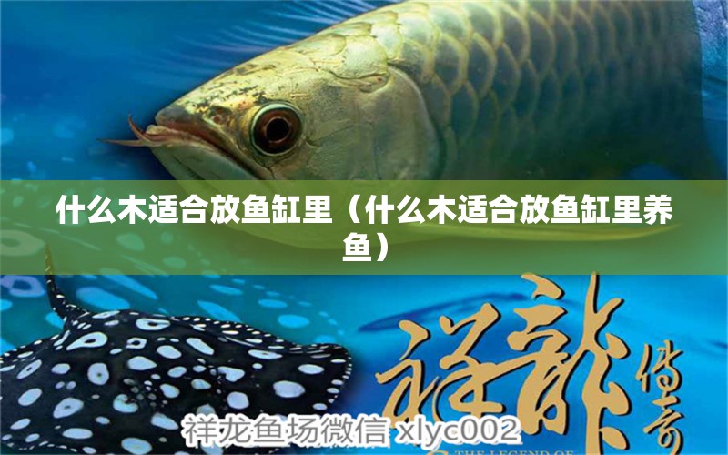 什么木適合放魚(yú)缸里（什么木適合放魚(yú)缸里養(yǎng)魚(yú)）