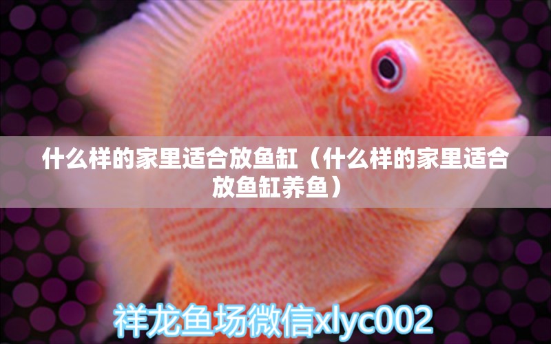 什么樣的家里適合放魚缸（什么樣的家里適合放魚缸養(yǎng)魚） 觀賞魚市場（混養(yǎng)魚）