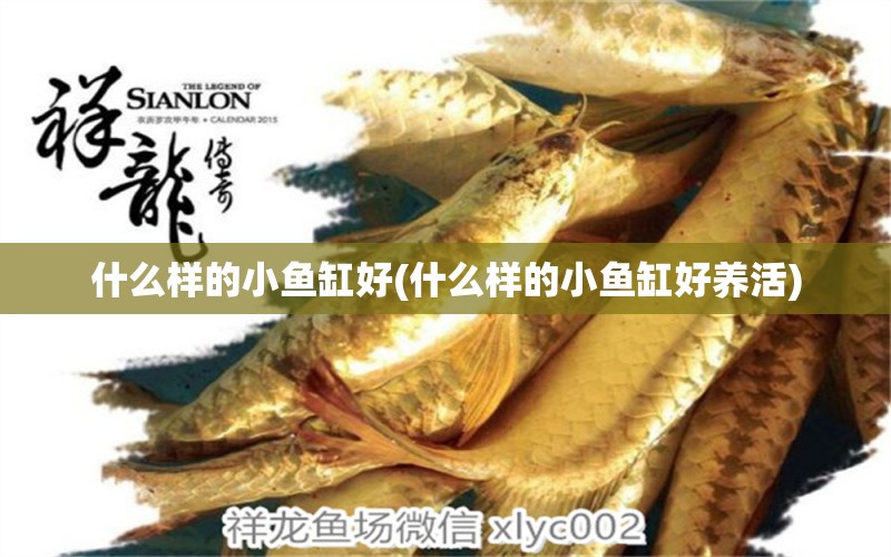 什么樣的小魚缸好(什么樣的小魚缸好養(yǎng)活) 白子銀龍魚苗