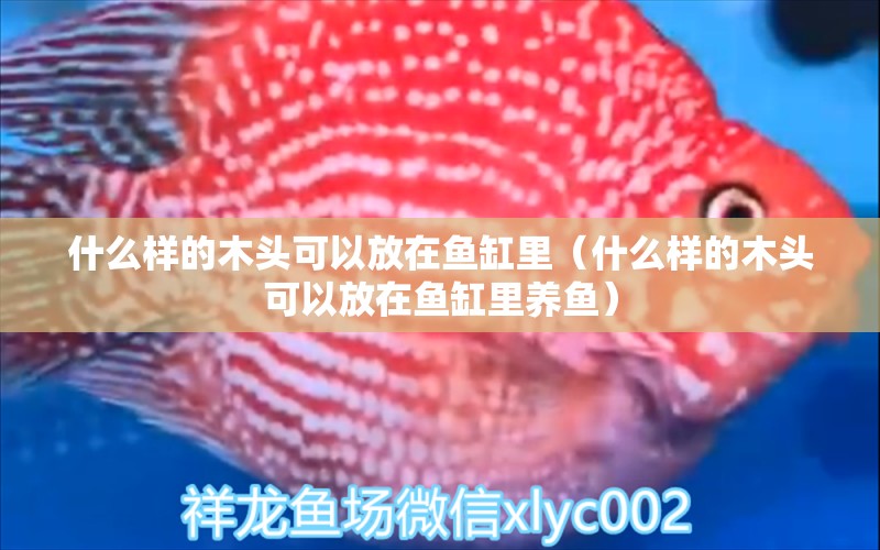 什么樣的木頭可以放在魚(yú)缸里（什么樣的木頭可以放在魚(yú)缸里養(yǎng)魚(yú)） 其他品牌魚(yú)缸