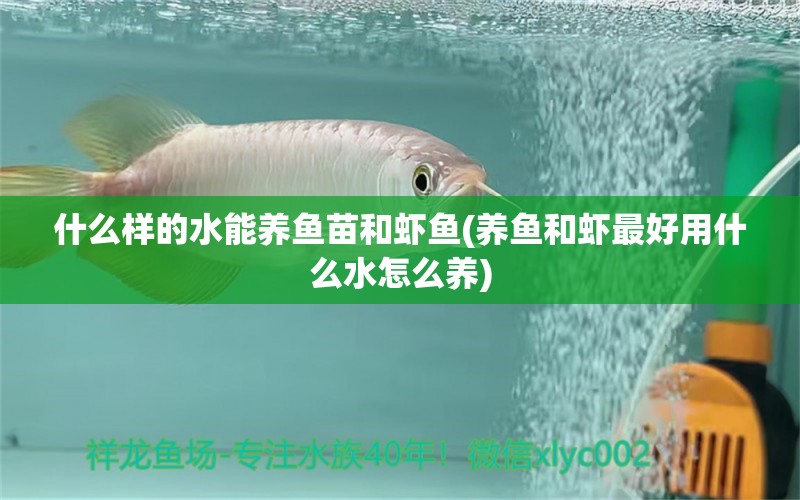 什么樣的水能養(yǎng)魚苗和蝦魚(養(yǎng)魚和蝦最好用什么水怎么養(yǎng)) 三間鼠魚 第1張