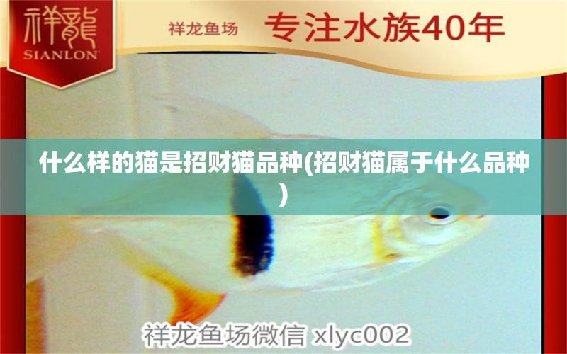 什么樣的貓是招財貓品種(招財貓屬于什么品種) 斑馬鴨嘴魚