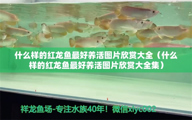 什么樣的紅龍魚最好養(yǎng)活圖片欣賞大全（什么樣的紅龍魚最好養(yǎng)活圖片欣賞大全集） 廣州龍魚批發(fā)市場(chǎng)