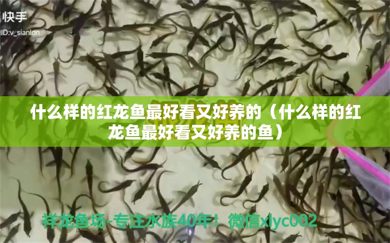 什么樣的紅龍魚最好看又好養(yǎng)的（什么樣的紅龍魚最好看又好養(yǎng)的魚） 廣州龍魚批發(fā)市場(chǎng)