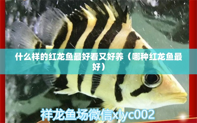 什么樣的紅龍魚最好看又好養(yǎng)（哪種紅龍魚最好） 祥龍金禾金龍魚