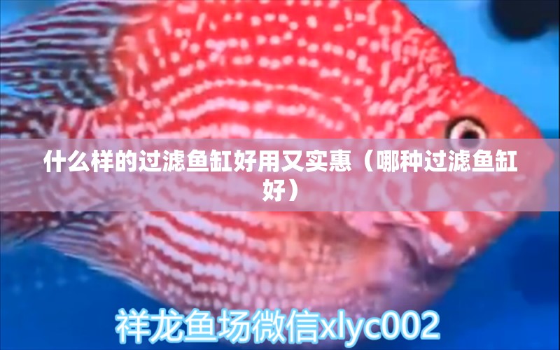 什么樣的過濾魚缸好用又實(shí)惠（哪種過濾魚缸好）