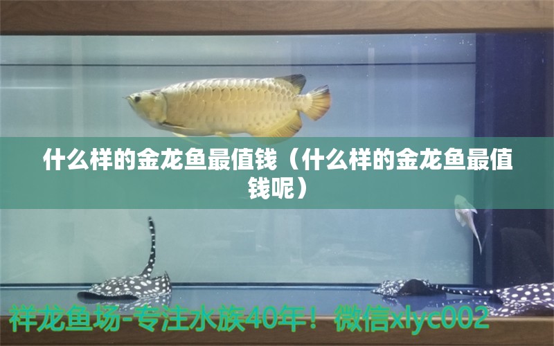 什么樣的金龍魚最值錢（什么樣的金龍魚最值錢呢）