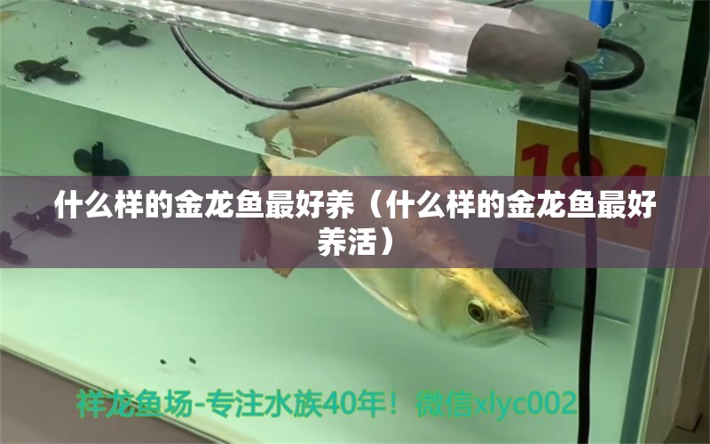 什么樣的金龍魚最好養(yǎng)（什么樣的金龍魚最好養(yǎng)活）