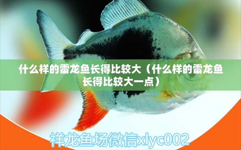 什么樣的雷龍魚長得比較大（什么樣的雷龍魚長得比較大一點）