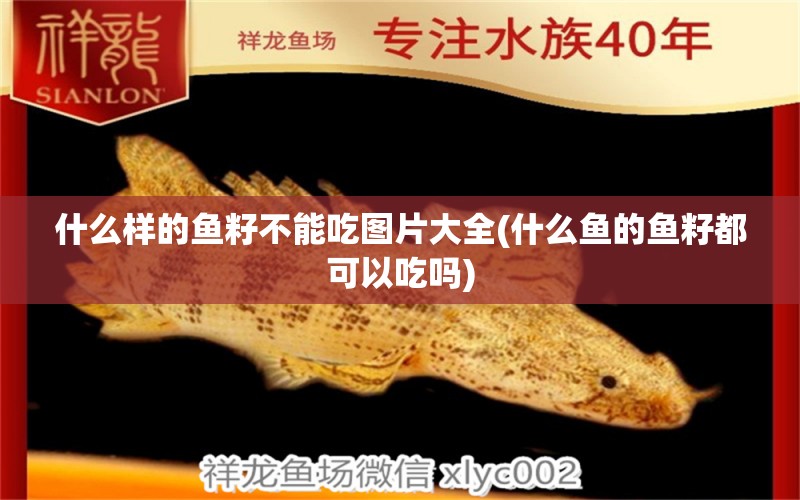 什么樣的魚(yú)籽不能吃圖片大全(什么魚(yú)的魚(yú)籽都可以吃嗎) 硝化細(xì)菌