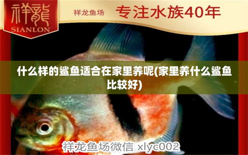 什么樣的鯊魚適合在家里養(yǎng)呢(家里養(yǎng)什么鯊魚比較好) 成吉思汗鯊（球鯊）魚