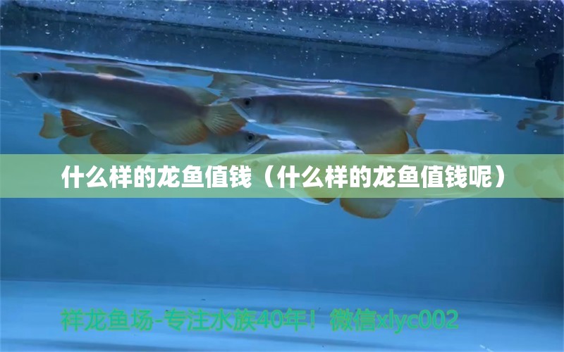 什么樣的龍魚值錢（什么樣的龍魚值錢呢）