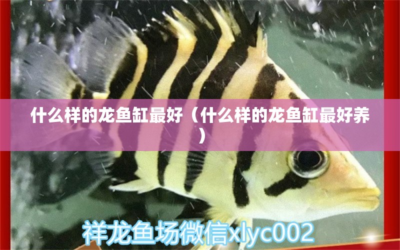 什么樣的龍魚缸最好（什么樣的龍魚缸最好養(yǎng)） 廣州龍魚批發(fā)市場