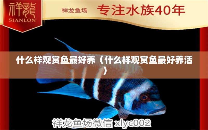 什么樣觀賞魚最好養(yǎng)（什么樣觀賞魚最好養(yǎng)活）