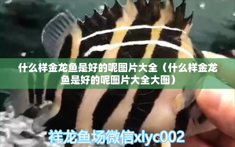 什么樣金龍魚是好的呢圖片大全（什么樣金龍魚是好的呢圖片大全大圖）