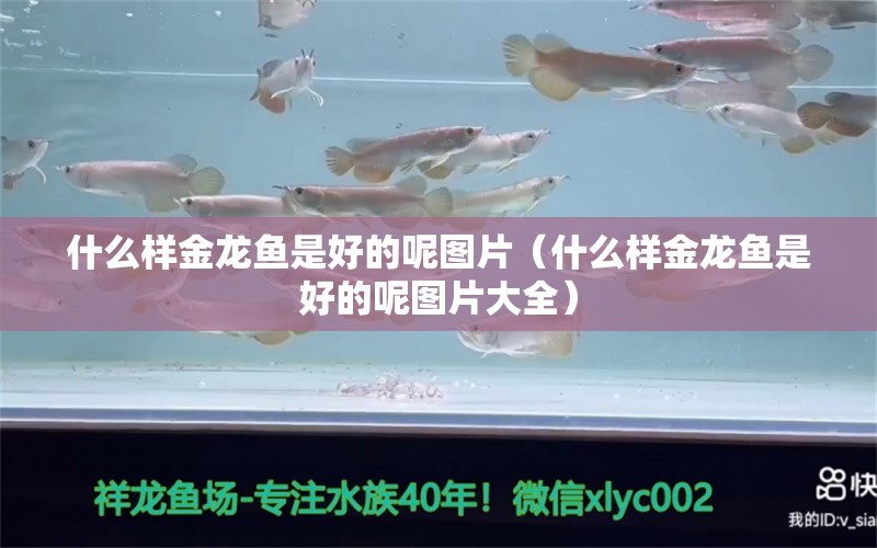 什么樣金龍魚是好的呢圖片（什么樣金龍魚是好的呢圖片大全）