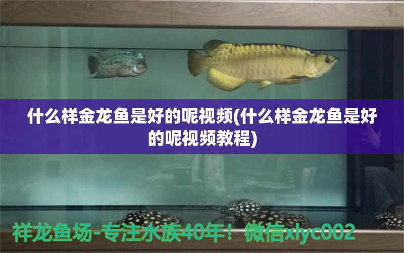 什么樣金龍魚是好的呢視頻(什么樣金龍魚是好的呢視頻教程) 成吉思汗鯊（球鯊）魚