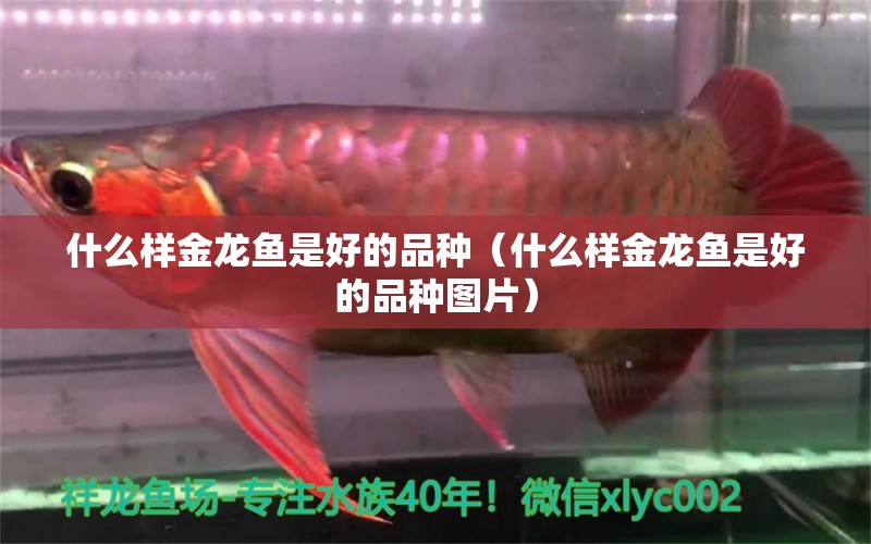 什么樣金龍魚是好的品種（什么樣金龍魚是好的品種圖片）