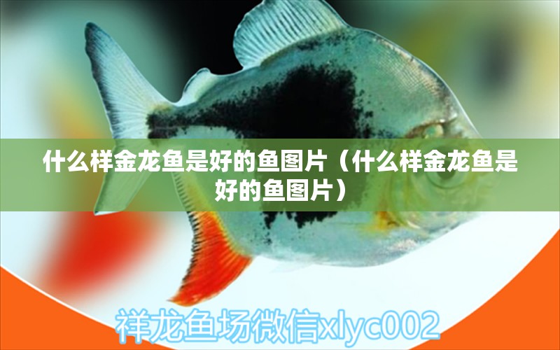 什么樣金龍魚(yú)是好的魚(yú)圖片（什么樣金龍魚(yú)是好的魚(yú)圖片） 廣州龍魚(yú)批發(fā)市場(chǎng)