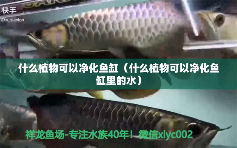 什么植物可以凈化魚缸（什么植物可以凈化魚缸里的水）