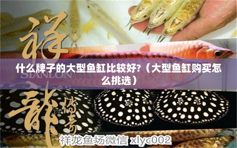 什么牌子的大型魚(yú)缸比較好?（大型魚(yú)缸購(gòu)買(mǎi)怎么挑選）