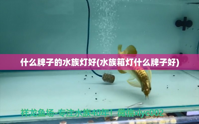 什么牌子的水族燈好(水族箱燈什么牌子好) 魚缸/水族箱