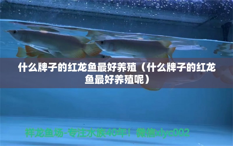 什么牌子的紅龍魚最好養(yǎng)殖（什么牌子的紅龍魚最好養(yǎng)殖呢）